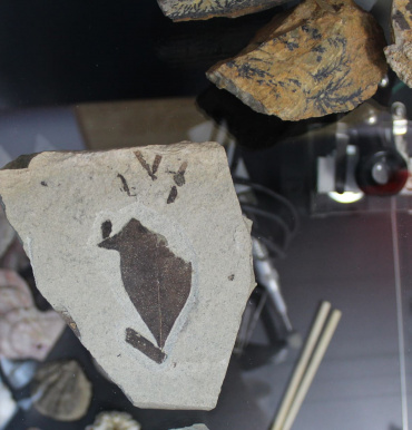 Экспозиция древних образцов флоры и фауны северной Пацифики откроется на Камчатке